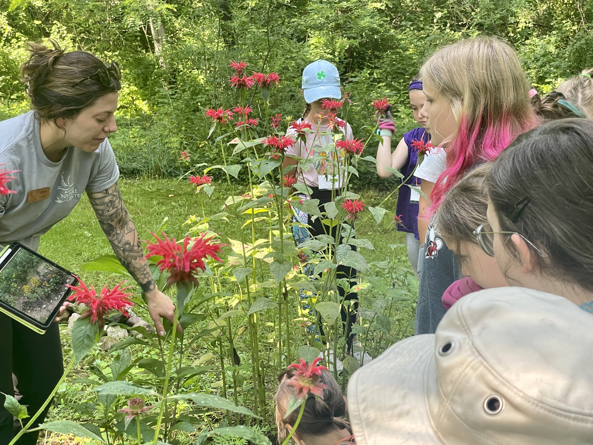 Looking at Bee Balm